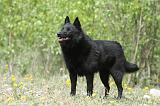 SCHIPPERKE 528